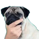 thoggo