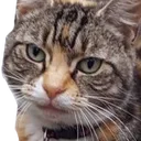 catwhat