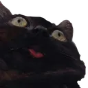catbleh