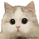 catbigeyes