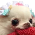 hydrob2StrawbBOYE hydrob2StrawbBOYE