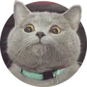 watcat