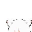 kzNekopeek