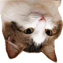 staretop