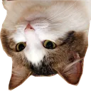 staretopr