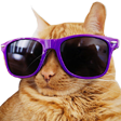 :CoolCat: