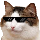 coolkat coolkat