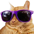 CoolCat