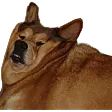 bruh