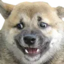 ConcernedDoggo