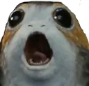 screech