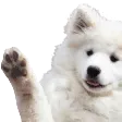waveboyeanimated