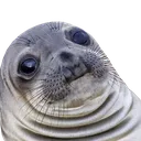 AwkwardSeal