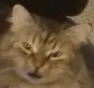 watcat watcat