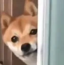 ShibPeek