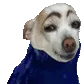 RarestDog RarestDog