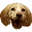 skidDog