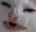 cri cri