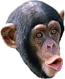 PogChimp