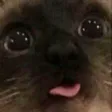 GWgweMeow