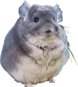 chinchilla