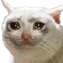 sadcat