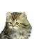 CuteCat