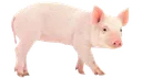 pig1