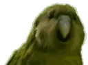 rareparrot