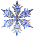 flake1