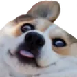 GWactionFakkedCorgi