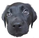dave2