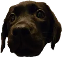dave1