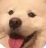 doggy doggy