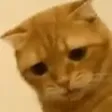 FeelsMozzyMan