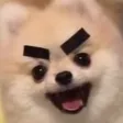 angerydoggo