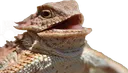 hehehe
