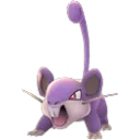 rattata