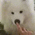 BoopBOYE