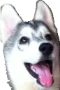 zwei