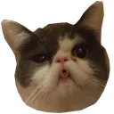 BrokeCat BrokeCat