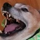 HappyDog HappyDog