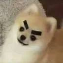 AngeryDog