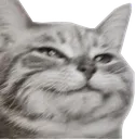 smugcat