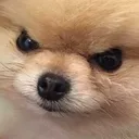 angereh