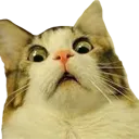 chokedcat chokedcat