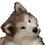 dogthink
