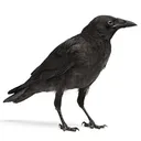 crow crow