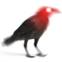 crow2