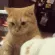 AttackKitty